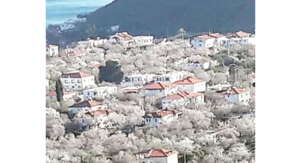 Ben Bir Badem Ağacıyım Datça'da