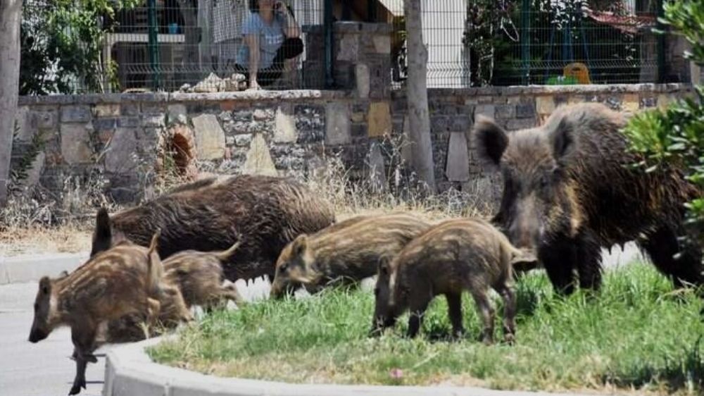 Datça'da sürek avı: Haberi olan var mı?