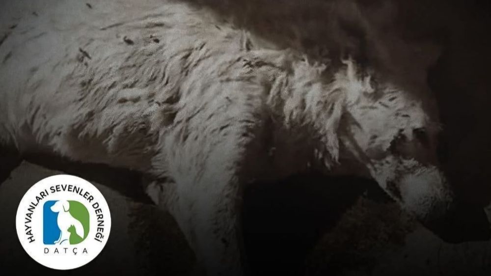 Kontes’in Ölümü Diğer Patileri Kurtaracak!