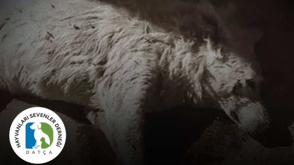 Kontes’in ölümü diğer patileri kurtaracak İKİNCİ PERDE    (Birinci Bölüm)