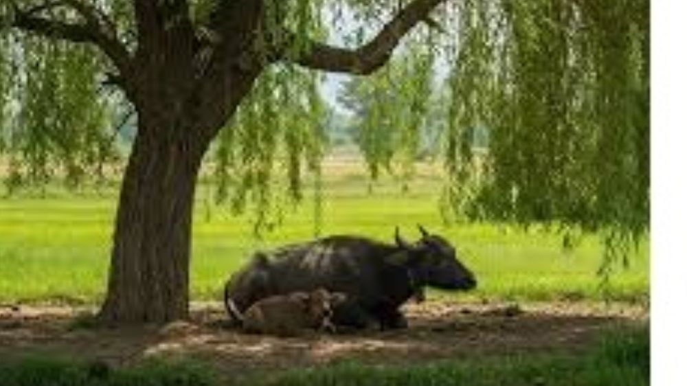 Mandanın Yuvası Nerede?