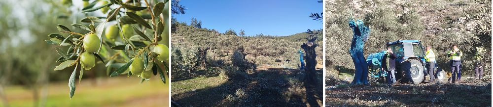 Akbelen'de Zeytin Ağaçları Sökülüyor