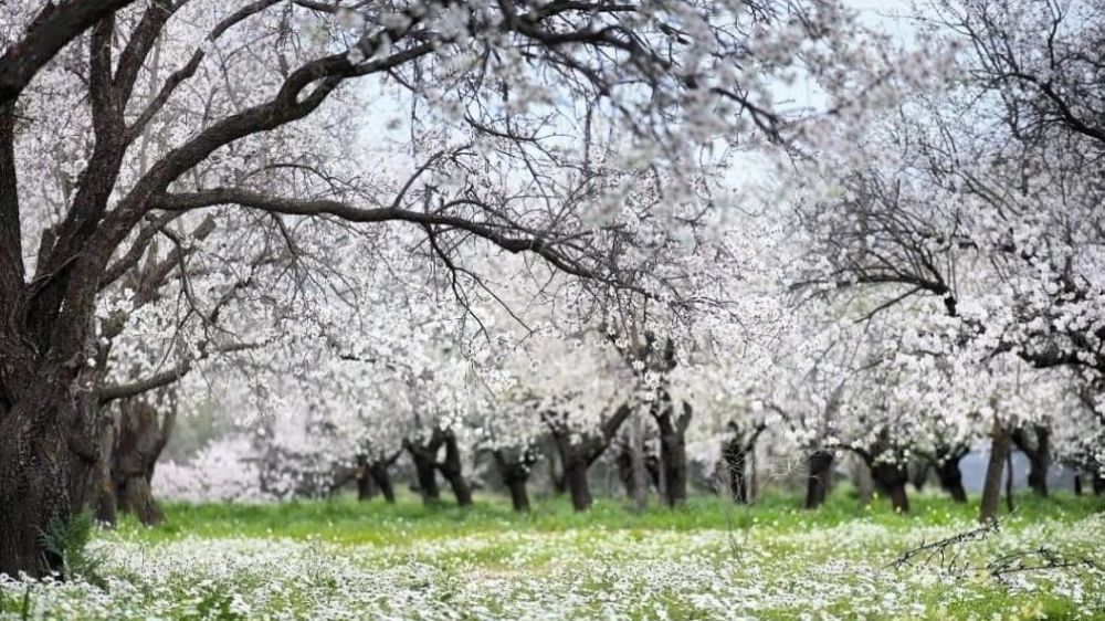 Geleneksel Datça Badem Çiçeği Festivali Başlıyor 