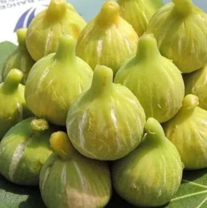 Hani Benim Armutlarım Nerede?