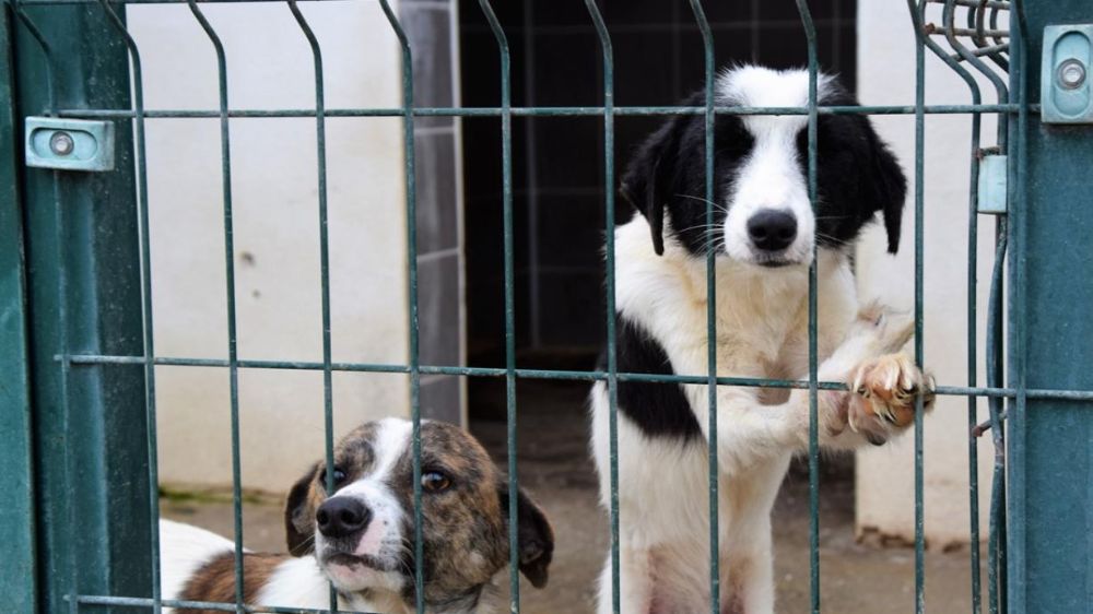 81 İlde “Köpek Teftişi” Başlıyor! Müfettişler Sahaya İniyor