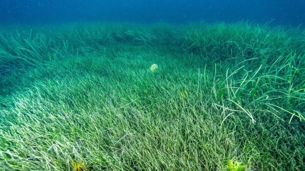 Çocuklar “Deniz Çayırlarının Kahramanlarını” Keşfedecek