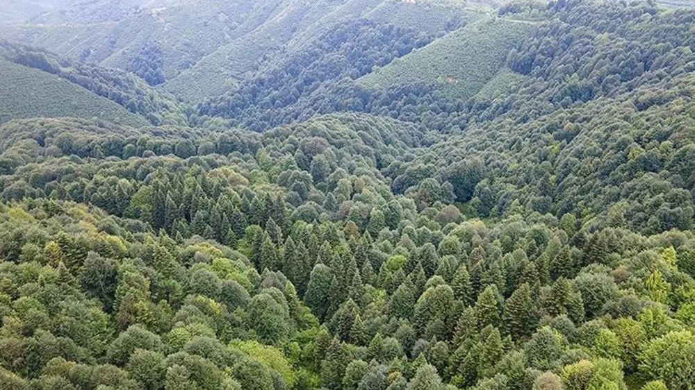 Muğla'da Orman Sınırları Değişti, Düzenlemede Datça Yer Almadı
